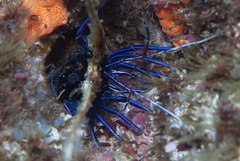 Panulirus versicolor