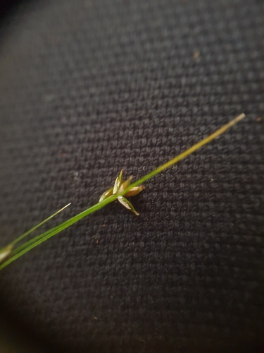 Appalachian sedge (Carex appalachica)