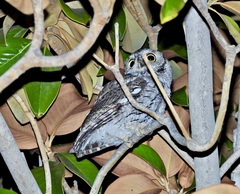 Megascops kennicottii