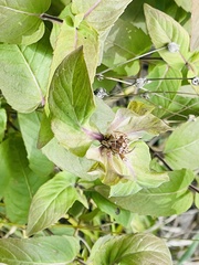 Menthinae
