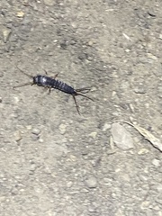 Allacrotelsa spinulata