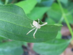 Misumessus oblongus