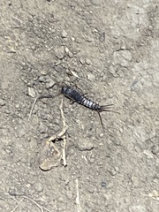 Allacrotelsa spinulata