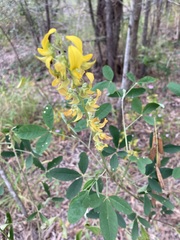 Crotalaria pallida