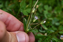 Gentianaceae