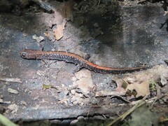 Plethodon serratus
