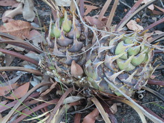 Macrozamia riedlei