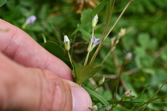 Gentianaceae
