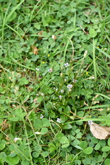 Gentianaceae