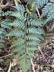 Polystichum oculatum