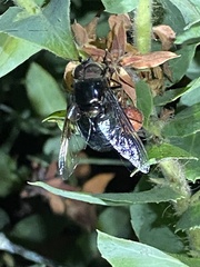 Copestylum violaceum