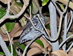 Megascops kennicottii
