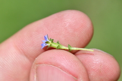 Gentianaceae