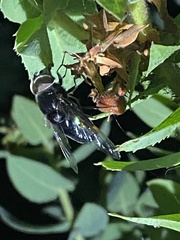 Copestylum violaceum