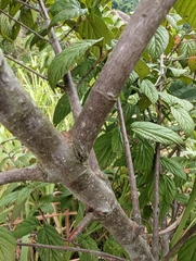 Viburnum luzonicum