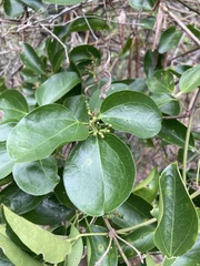 Jasminum didymum racemosum
