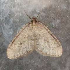 Operophterini