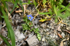 Gentianaceae