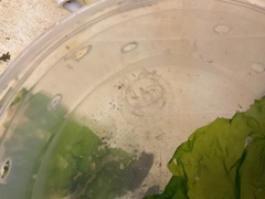 Polyorchis penicillatus