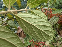 Viburnum luzonicum