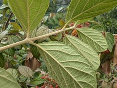 Viburnum luzonicum