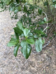 Jasminum didymum racemosum