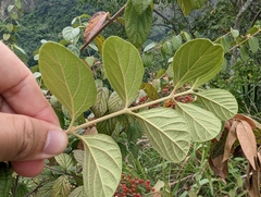 Viburnum luzonicum