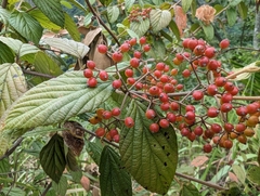 Viburnum luzonicum