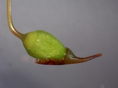 Polytrichadelphus magellanicus