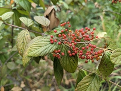 Viburnum luzonicum