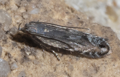 Battaristis concinnusella