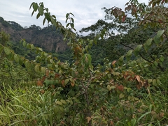 Viburnum luzonicum