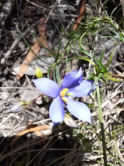 Cheiranthera alternifolia