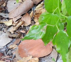 Liriomyza schmidti