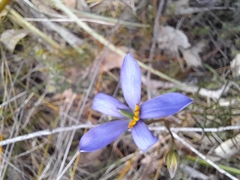 Cheiranthera alternifolia