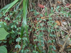 Viburnum luzonicum