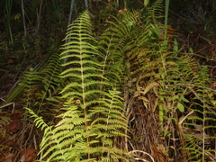 Thelypteris palustris pubescens