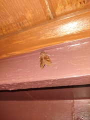 Phlogophora periculosa