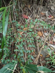 Viburnum luzonicum