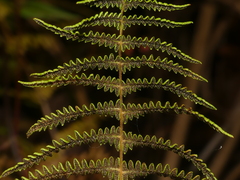 Thelypteris palustris pubescens