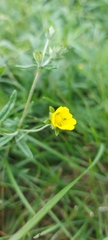 Potentilla chrysantha