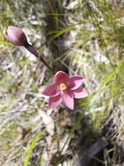 Thelymitra carnea