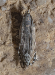 Battaristis concinnusella