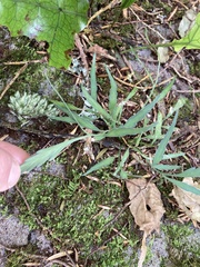 Asplenium flaccidum