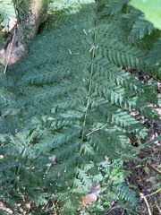 Leptopteris hymenophylloides