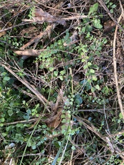 Asplenium flabellifolium