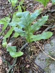 Microsorum pustulatum pustulatum