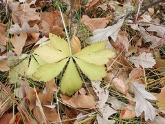 Sanicula marilandica
