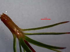 Polytrichadelphus magellanicus