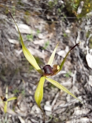 Caladenia leptochila